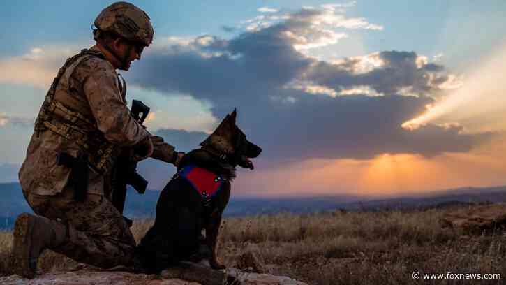 To protect veterans' mental health, senators and vets push for more access to service dogs: ‘Powerful avenue'