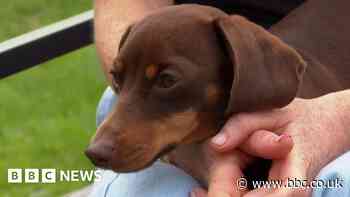 Man arrested after dachshund Twiglet taken from Saffron Walden home