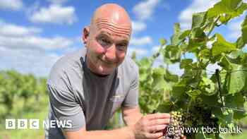 English wine makers hope for bumper crop from rain and sun