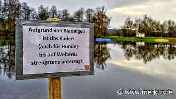 Algen-Alarm im Anglberger Badeweiher: Gesundheitsamt spricht Warnung für Mensch und Tier aus