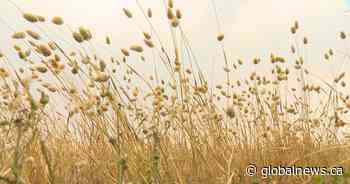 Crop report: 4 per cent of harvesting in Sask. is complete