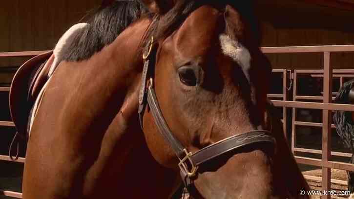 Who is cutting the tails off these horses -- and why?