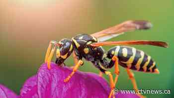 Late summer is buzzing. Here's why wasps are worse this time of year