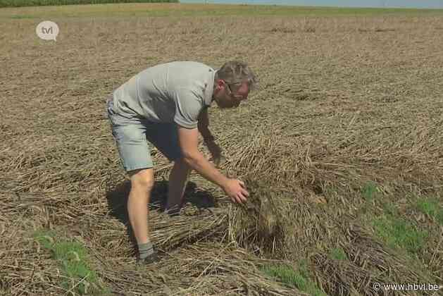 Aanhoudende regen zorgt voor mislukte tarweoogst