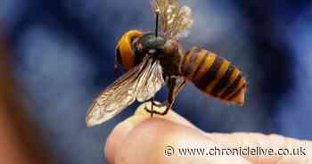 Brits warned of alcohol-loving Asian hornets as warmer weather returns