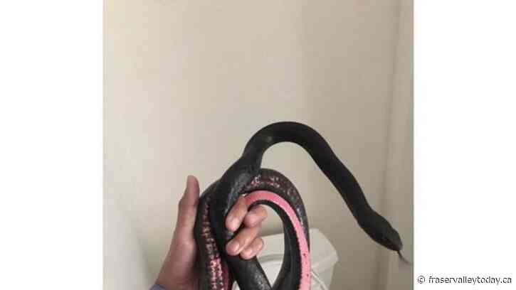 Snake in a toilet: Slithering visitor to Arizona home camps out where homeowner least expects it