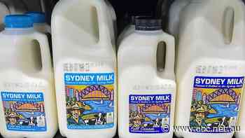 Collapse of Sydney milk processor sees dairy farmer quit industry