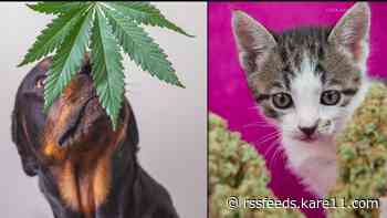 What happens if your pet eats a THC edible or marijuana plant? A vet toxicologist explains