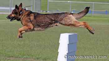 Legalizing pot in Minnesota leads to the early retirement of some police K9s