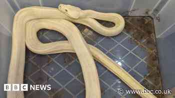 Carpet pythons found abandoned in cardboard box in Doncaster