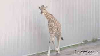 Baby giraffe makes his public debut at Wisconsin zoo