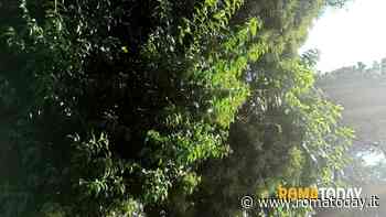 Lettori - Torna la giungla a via Corinto