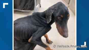 Malnourished dog found in Thornton, police searching for owner