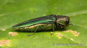 Invasion of emerald ash borer spreads in Colorado