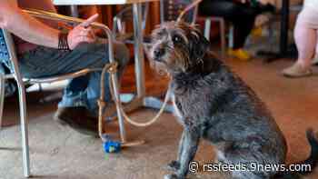 7 Colorado restaurants make best dog-friendly list