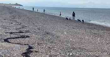 Millions of tiny fish jump from sea onto beach as onlookers fill bags for supper