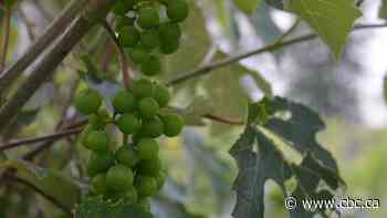 Manitoulin Island grape growers prove vines can thrive in northern Ontario, but shelve plans for wineries