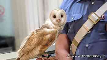 Selfie con il barbagianni a piazza Navona, due denunce