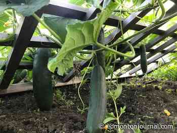 Growing Things: Shady corners grow food too
