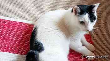 In Jena gefunden: Der sanfte Vinci sucht ein ruhiges Zuhause