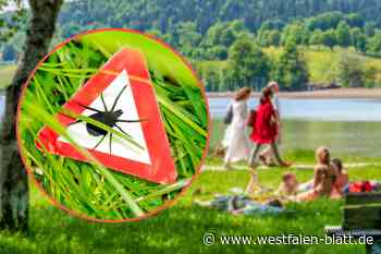 Mehr Zecken: Eltern und Ärzte sollten auf übertragbare Krankheiten achten