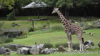 Giraffeman voegt zich bij de dames!