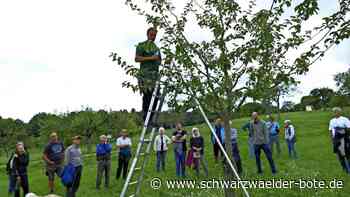 Streuobstpfad Walddorf: Beschnittene Bäume leben länger