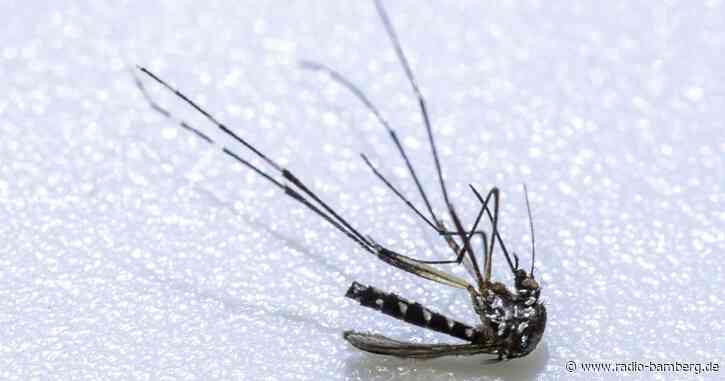  Klein, schwarz-weiß und neu in Europa