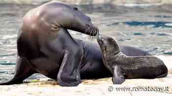 Ferragosto al Bioparco