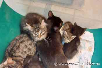 Katzen ausgesetzt: Tierschützer suchen herzlosen Besitzer