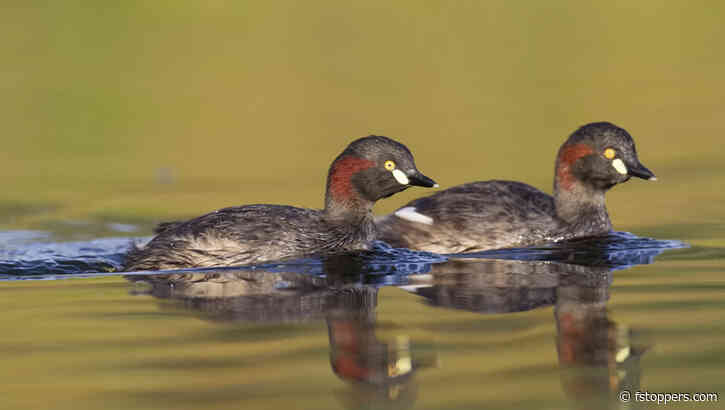 Why You Should Not Always Shoot at the Widest Aperture