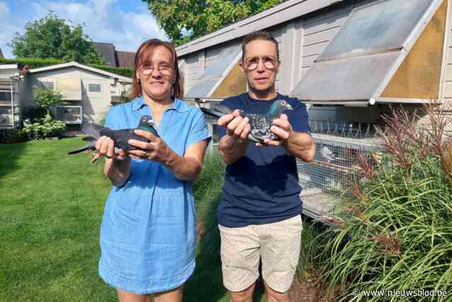 Dirk (51) en Kathleen (55) schenken 30 snelheidsduiven aan jonge duivenmelkers: “Willen onze passie kunnen doorgeven”