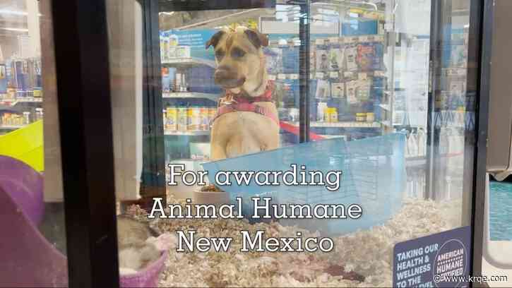 Animal Humane New Mexico awarded $10K from Petco Love