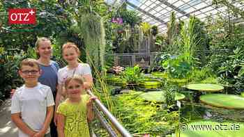 Ein tropischer Falter am Jenaer Landgrafen und eine bedrohte Art in der Saaleaue