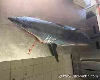 Un requin pêché par accident sur le littoral varois se retrouve chez un restaurateur et affole le web