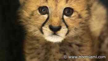 Zoo Miami welcomes ‘Winston', a cheetah cub, to its ambassador team