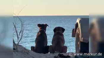 Hündin trifft im Urlaub auf Seelenverwandten – gemeinsam blicken sie in den Sonnenuntergang