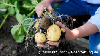 Kartoffel-Krise? Warum Pommes und Chips so teuer sind