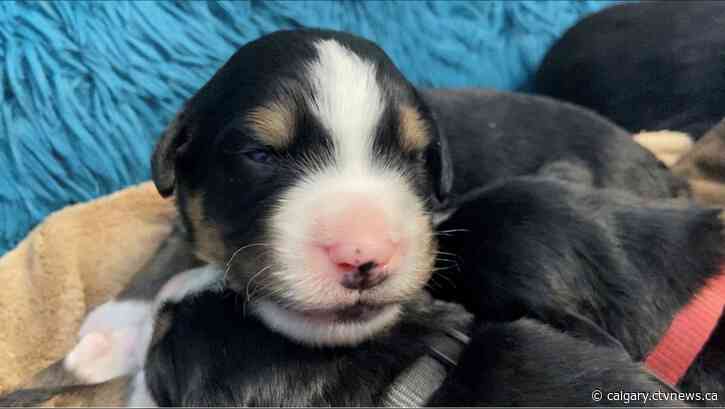 From patios to puppy watch: How a small business found unexpected team-building