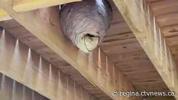 Sask. man confronts massive wasp nest with shop vac