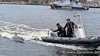 Hanse Sail: Delfin begleitet Polizeiboot in Warnemünde