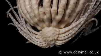 New species of sea monster with 20 arms found lurking in the frozen seas around Antarctica