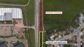 Saskatoon to cut down 31 trees due to Dutch elm disease