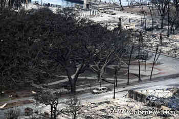 Lahaina banyan tree emerges as charred but still standing in sign of hope, locals say
