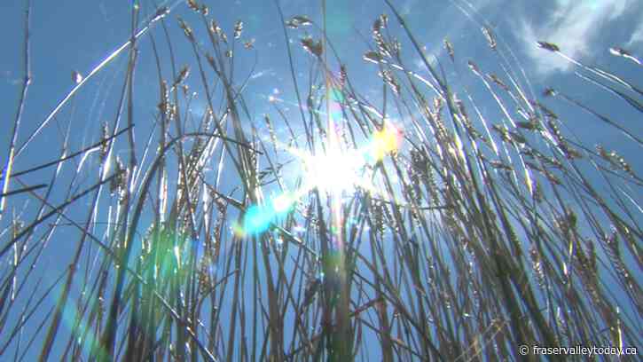 Cooling centres to open as temperatures heat up in Chilliwack