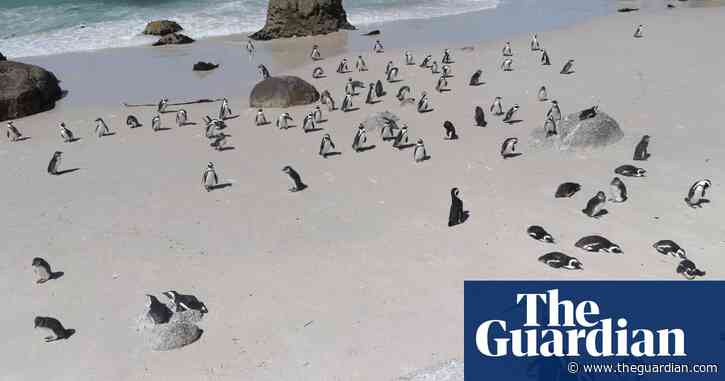 African penguins could be extinct by 2035, campaigners say