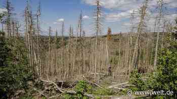 20 Milliarden Euro Schäden durch Borkenkäfer und Dürre seit 2018