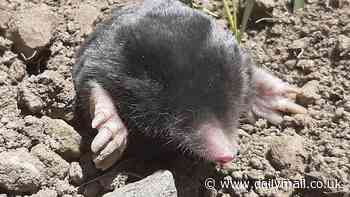 Scientists identify two new types of mole in the mountains of eastern Turkey that can live in 50C temperatures and survive being buried under six foot of snow