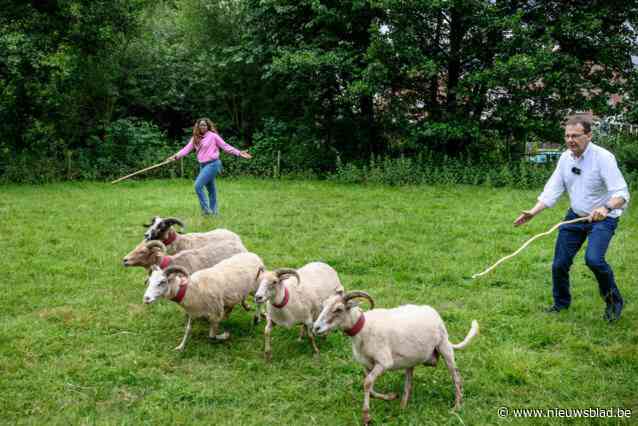 Schapen drijven met Wouter Beke (CD&V) en Assita Kanko (N-VA): “Toen ben ik al wenend naar mijn mama gegaan en heb ik haar gezegd: ‘Ik zit in de problemen’”