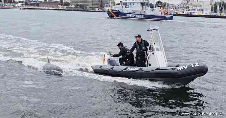 Delfin vor Rostock hat Spaß an Polizeiboot